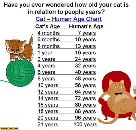 cat years and human years chart|11 years old cat human.